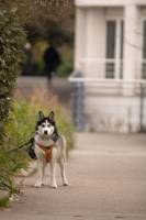 Albert LICTEVOUT - Albert Lictevout